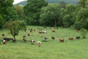 Landwirtschaft auf dem Kellerwaldhof