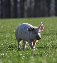 Schweineleben auf dem Kellerwaldhof