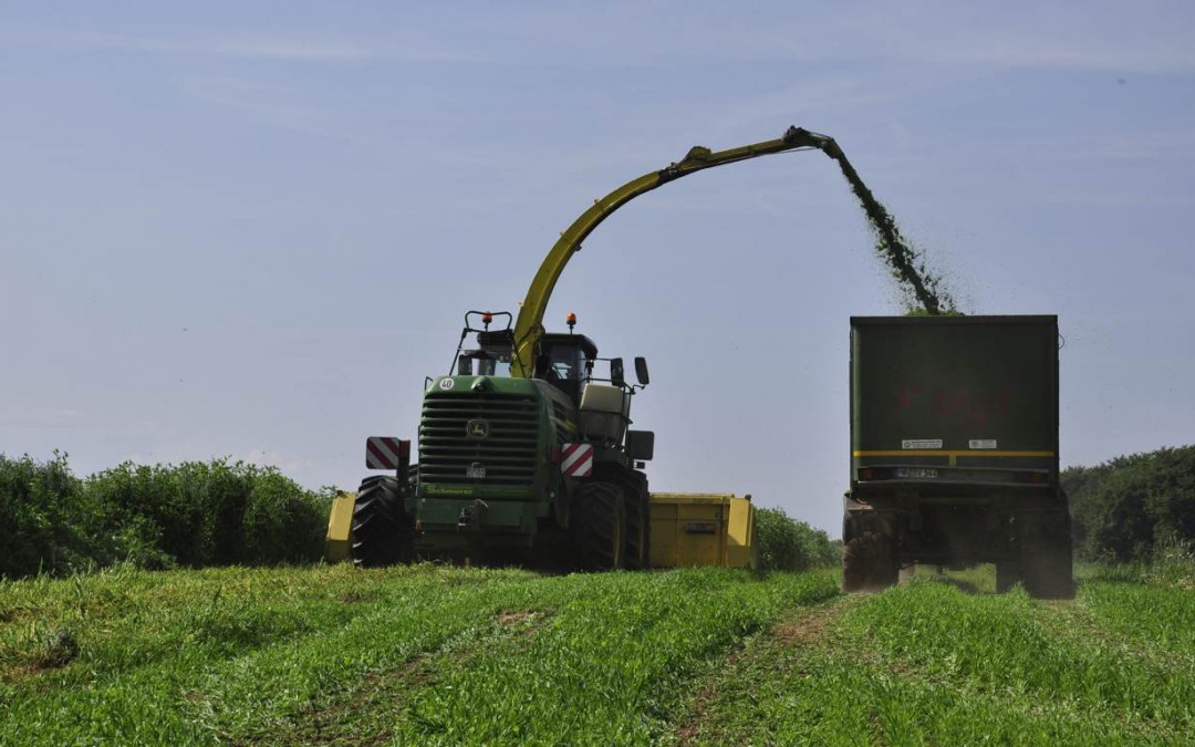 Ganzpflanzen-Silage