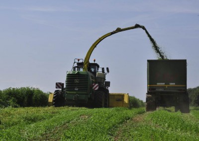 Ganzpflanzen-Silage