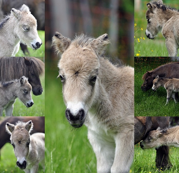 Unser neues Fohlen ist da
