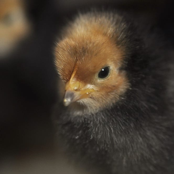 Vorwerk Huhn Küken